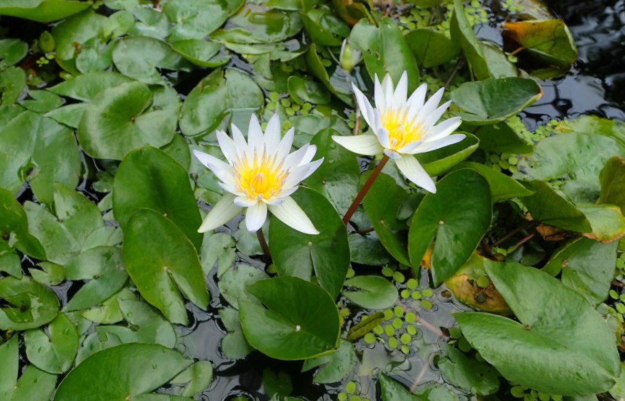 Кувшинки дикорастущие