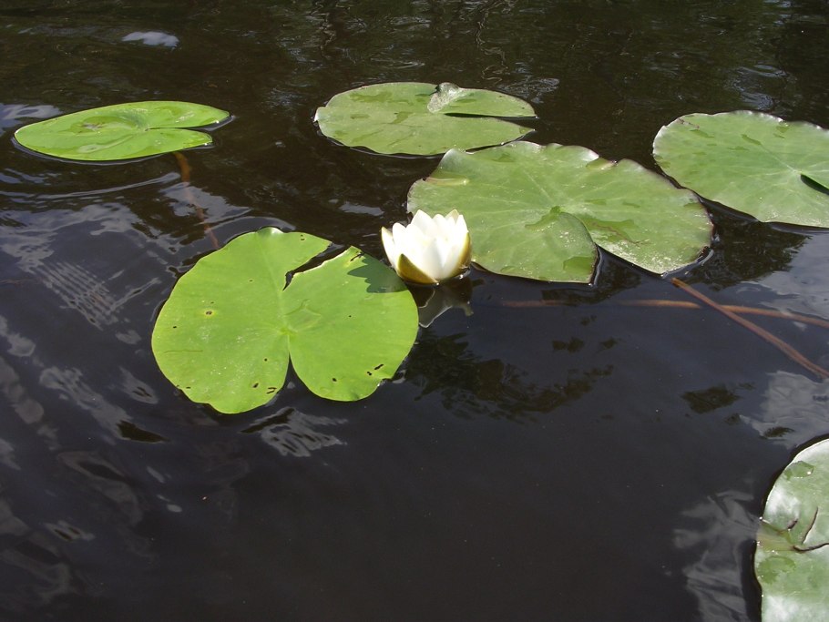 Левитан кувшинки ненюфары