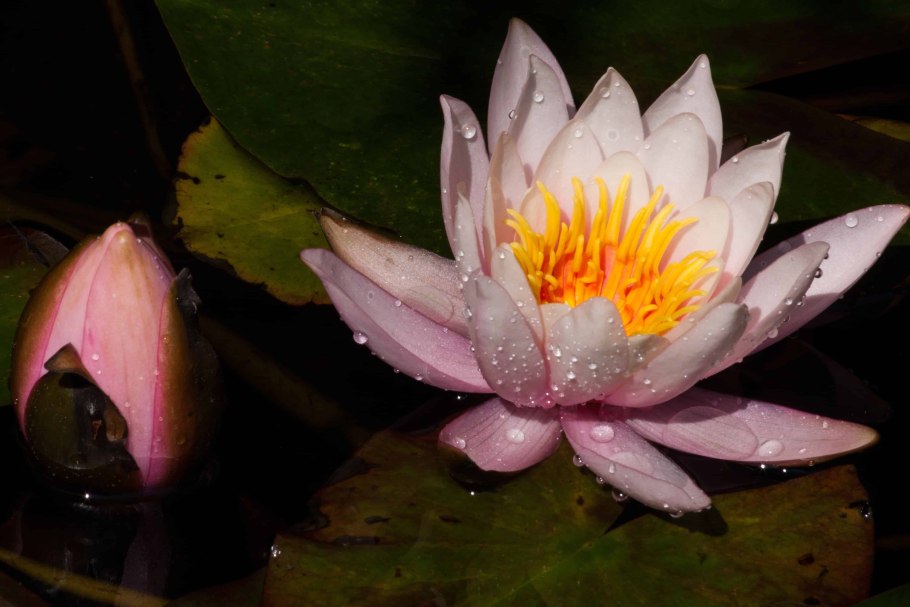 Кувшинка водяная лилия