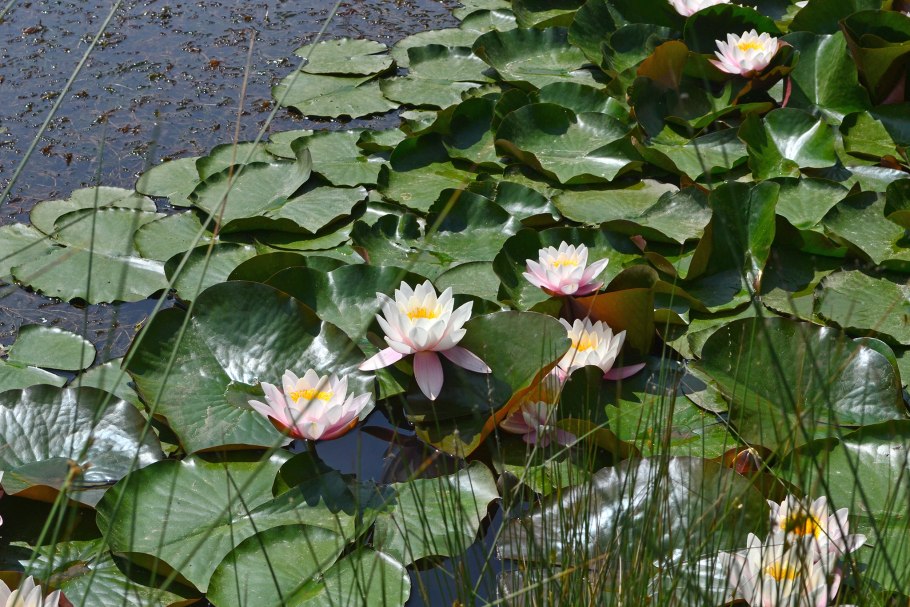 Нимфея ванвиза