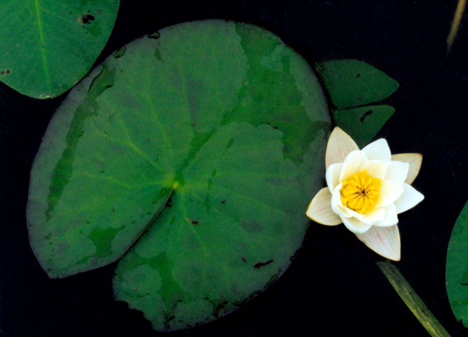 Тиберкуль кувшинки