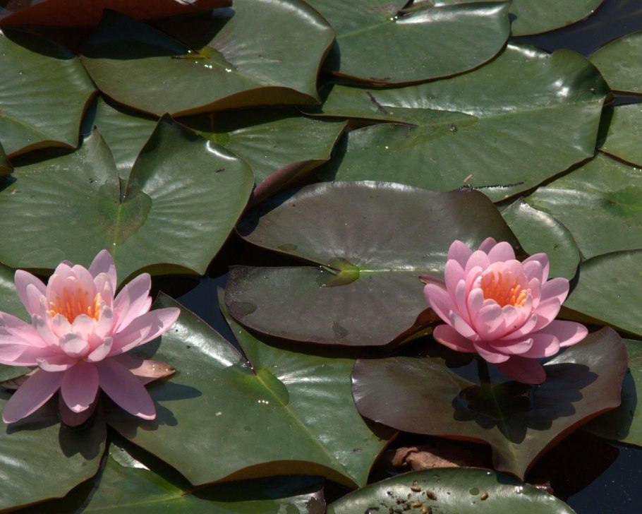 Нимфея мелкоцветковая