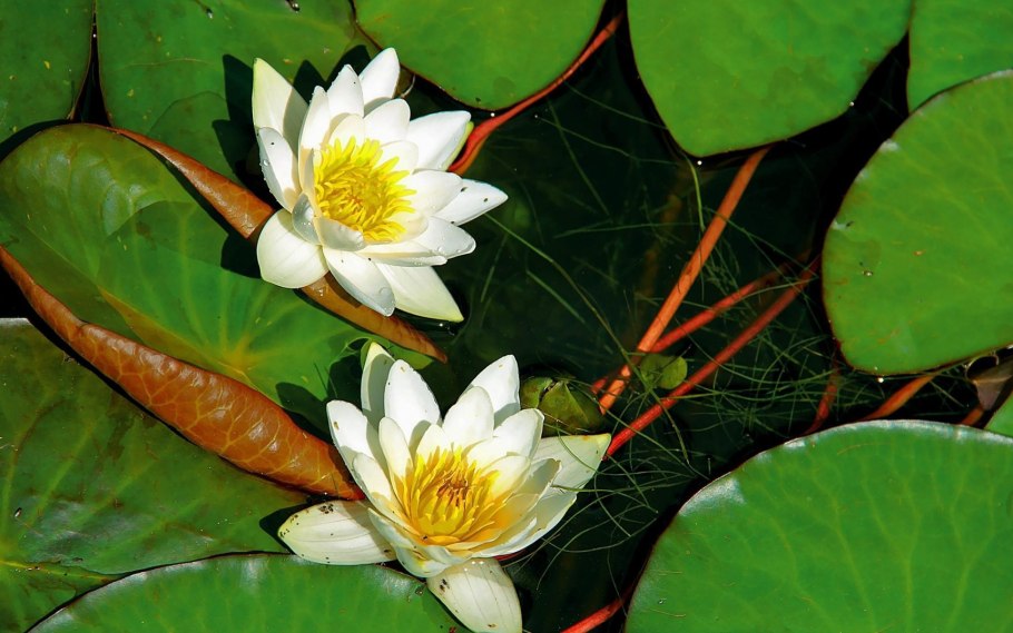 Nymphaea tetragona