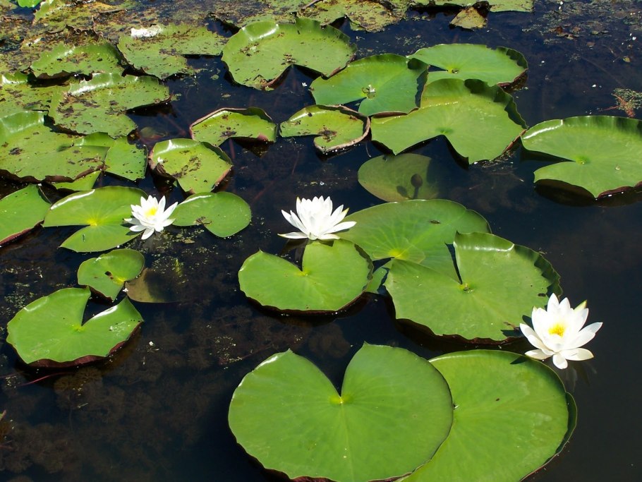 Японские кувшинки