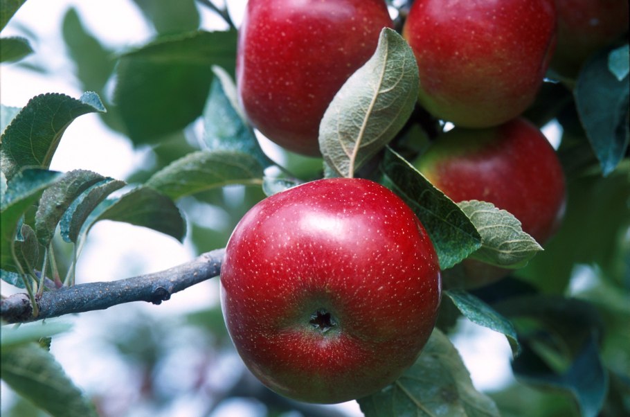 Яблоня карликовая с2l