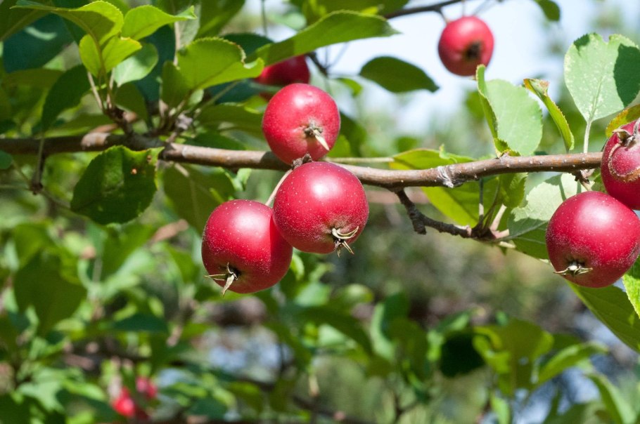Яблоня низкая Malus pumila