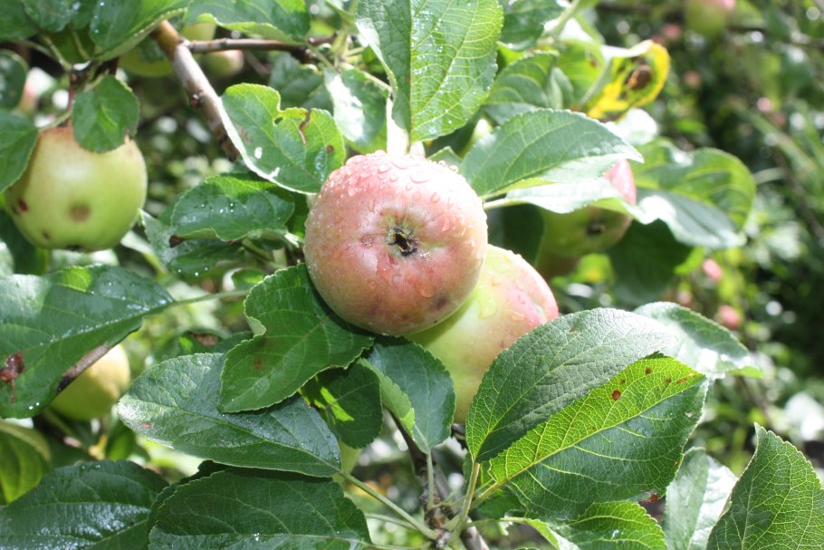 Сорт яблони Настенька