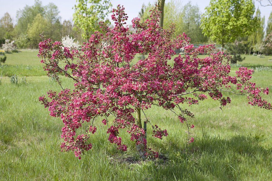 Яблоня джон дауни