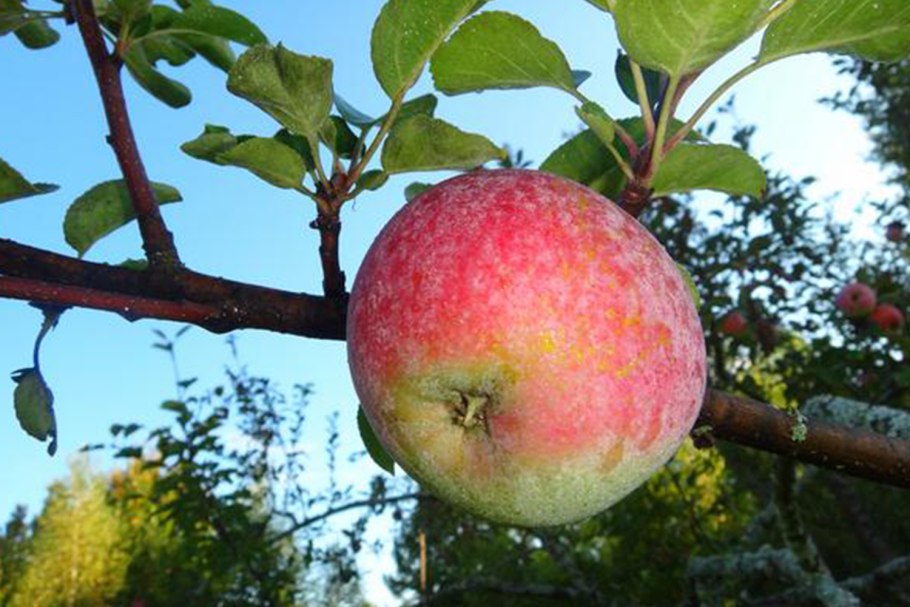 Яблоня Хювингиензис