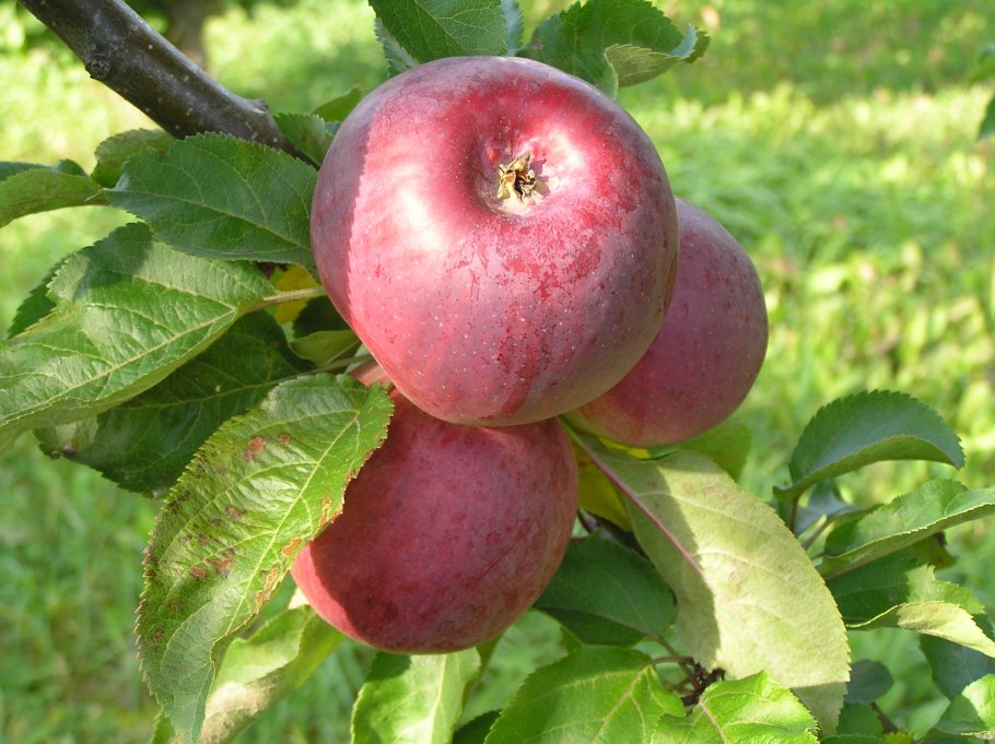 Яблоня Услада дерево