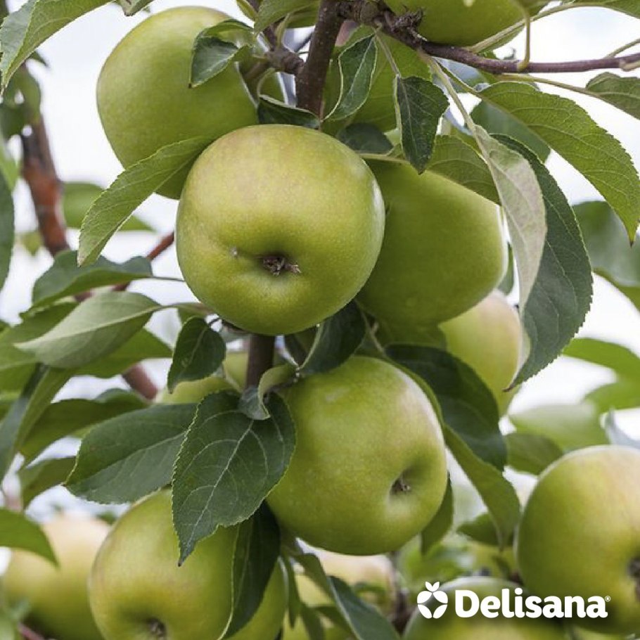 Яблони в саду на участке