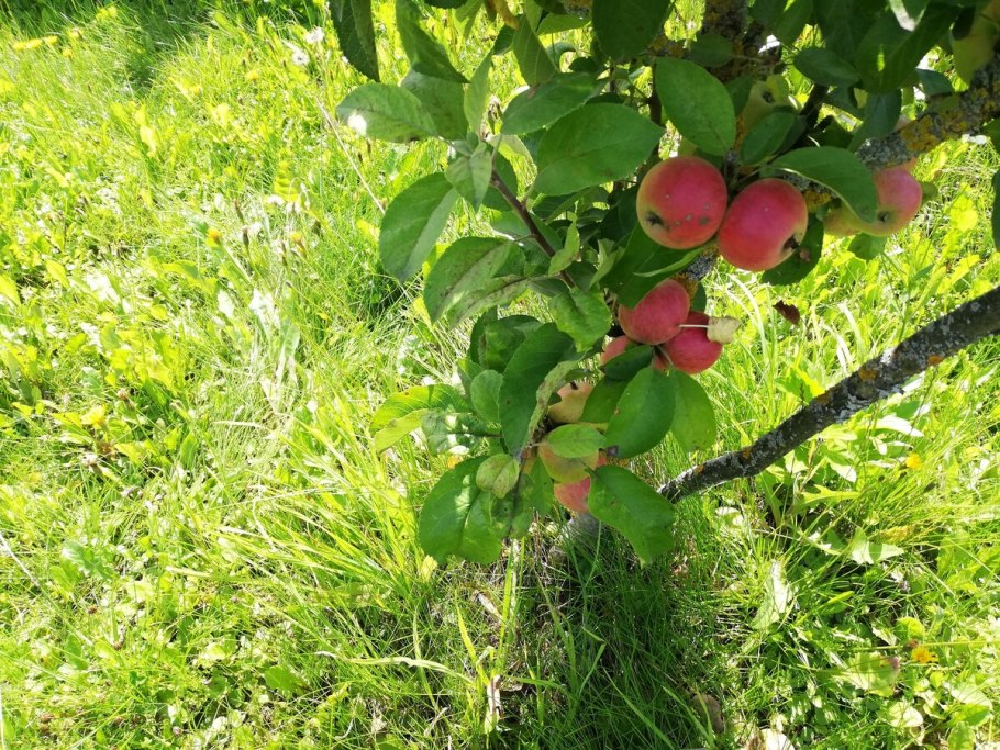 Яблоня зачеренковое