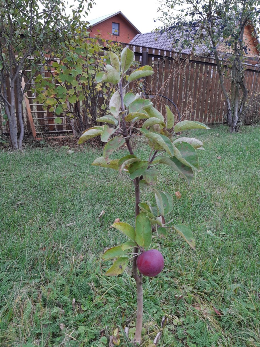 Яблоня сорт коваленковское