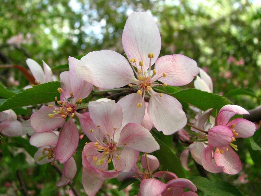 Яблоня с красными яблоками