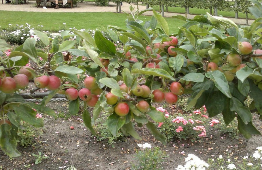 Пальметта яблоня полукультурка
