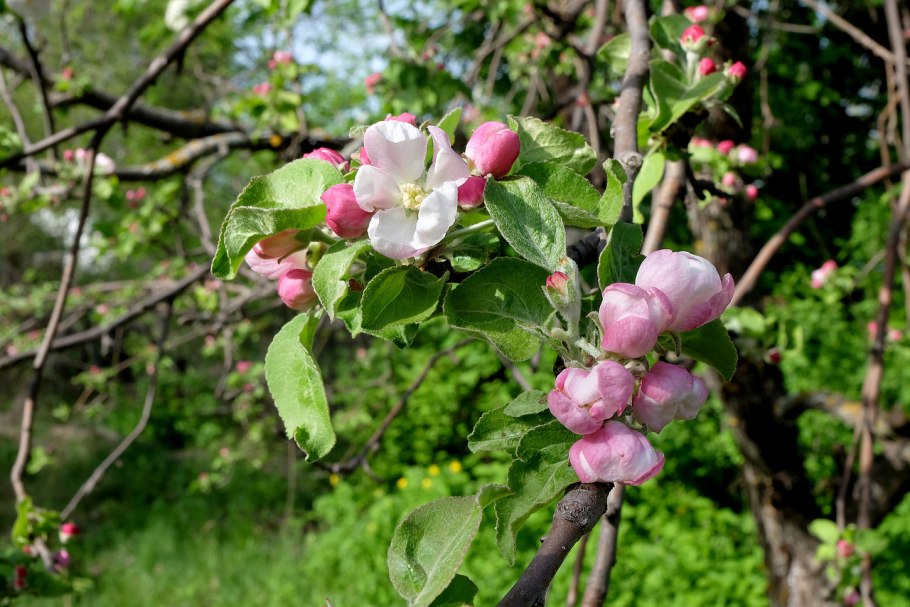 Яблоня краснолистная Недзвецкого