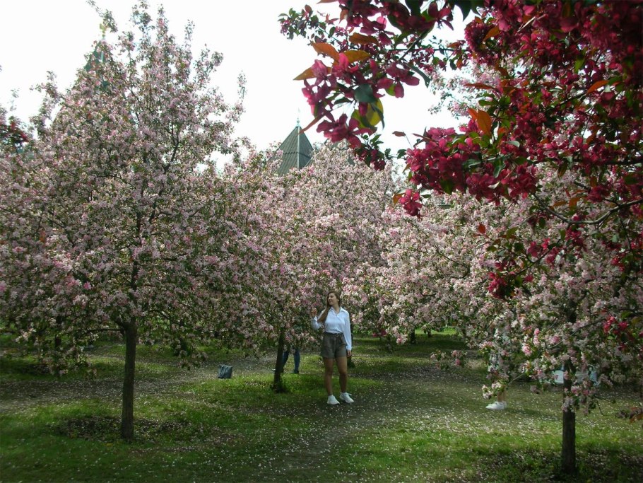 Карликовая вишня