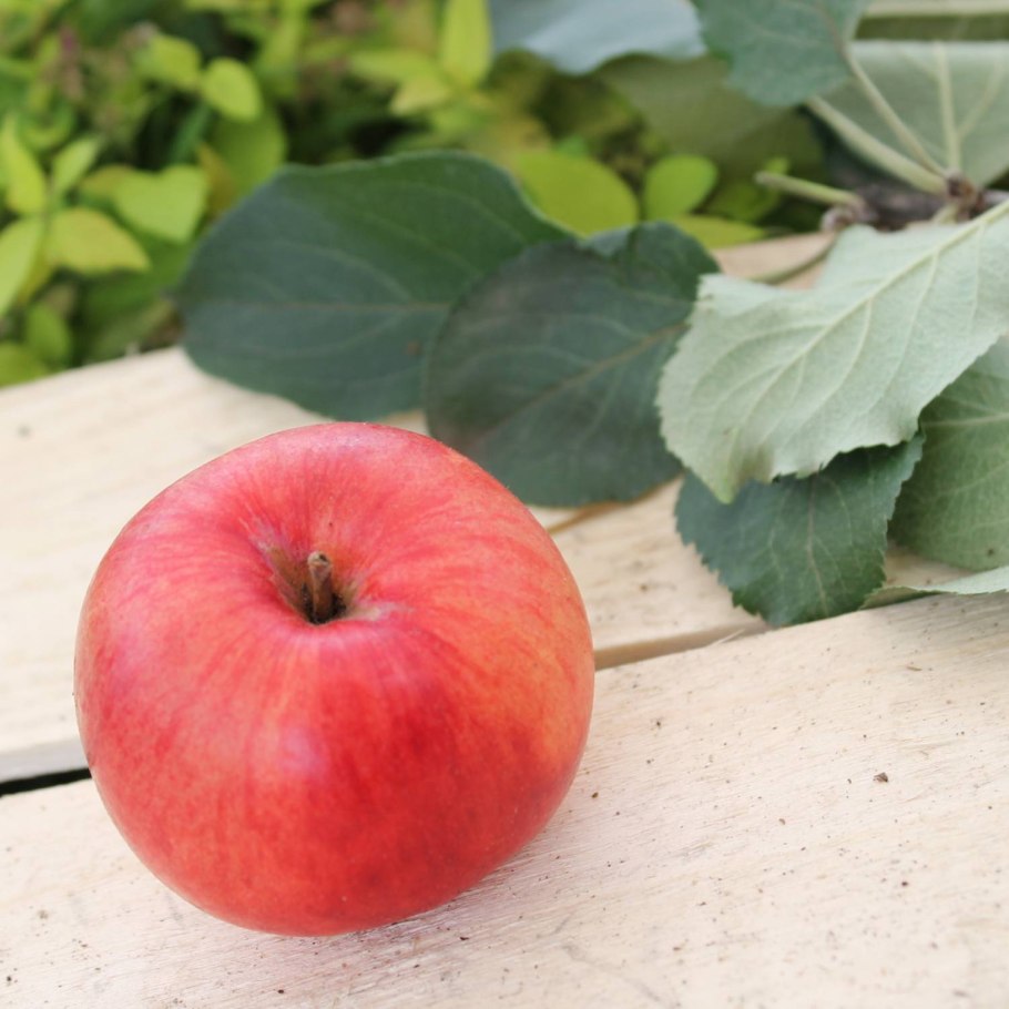 Сорт рихард яблоня