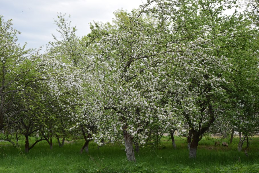 Яблонька в мае