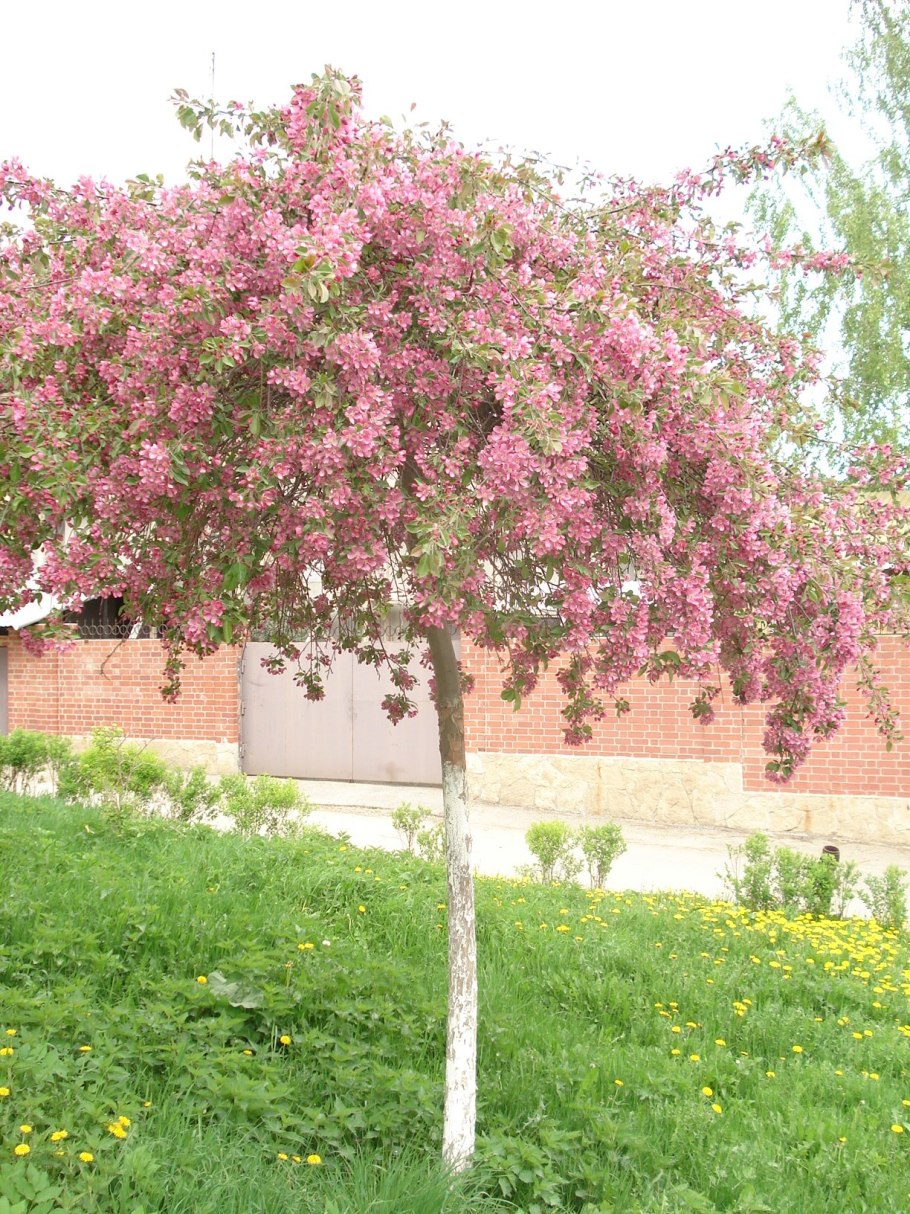 Яблоня карликовая с2l