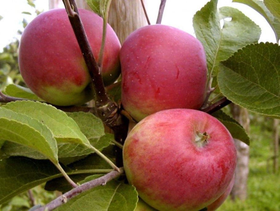 Яблоня красная ранняя