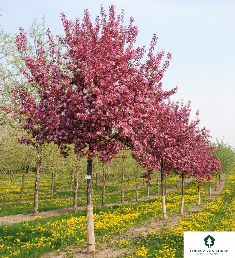 Яблоня Алтайское пурпуровое