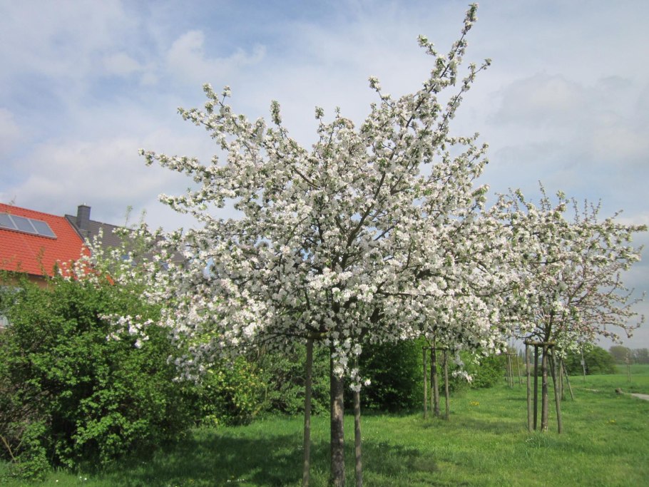 Яблоня саржента