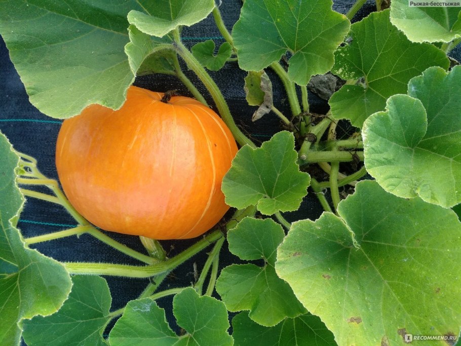 Семейство тыквенные цветок