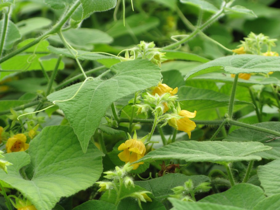 Кабачок цуккини листья