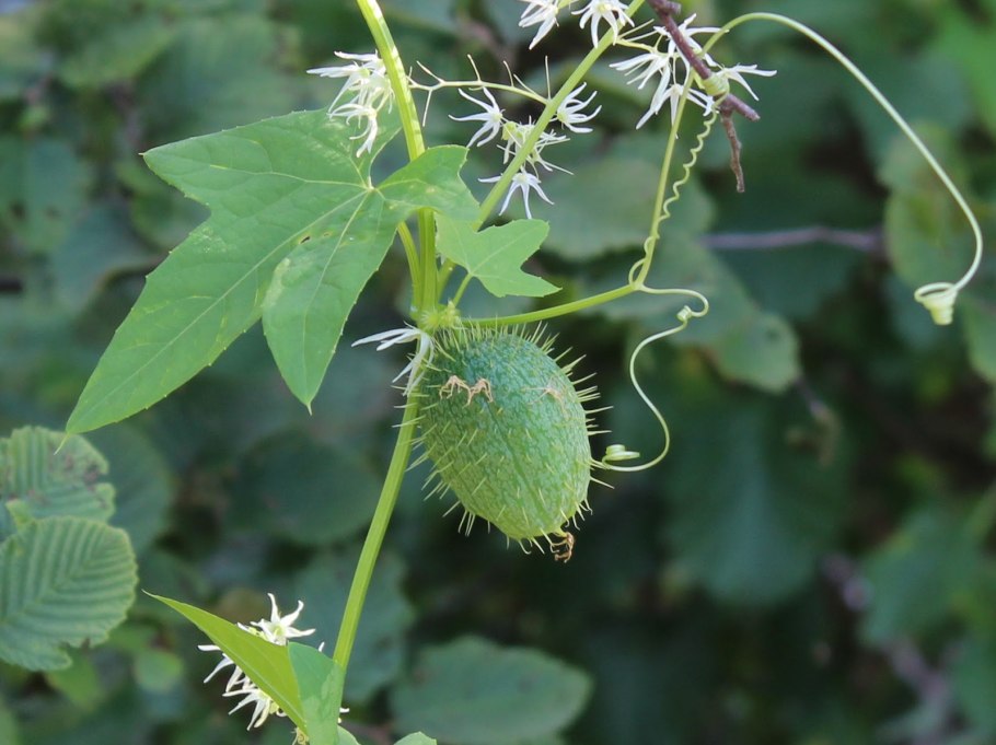 Кукурбита Пепо
