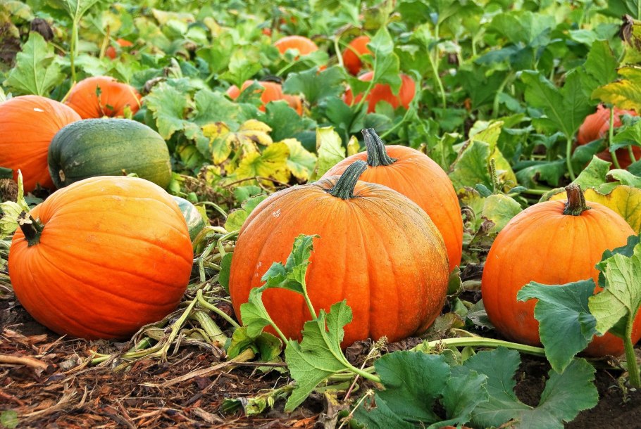 Тыква Людка Малютка