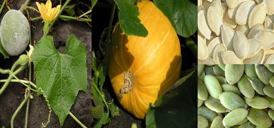 Тыква обыкновенная Фармакогнозия