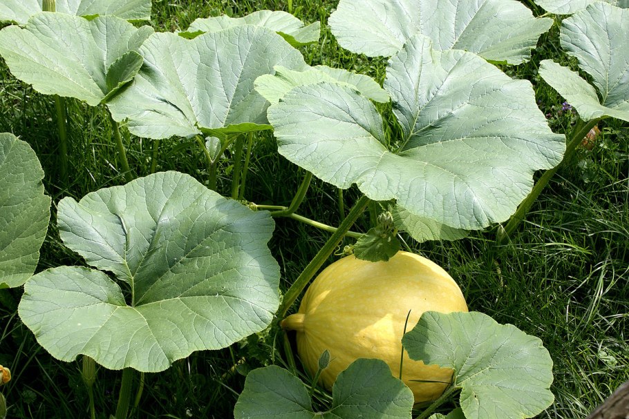 Урожайный сорт цуккини