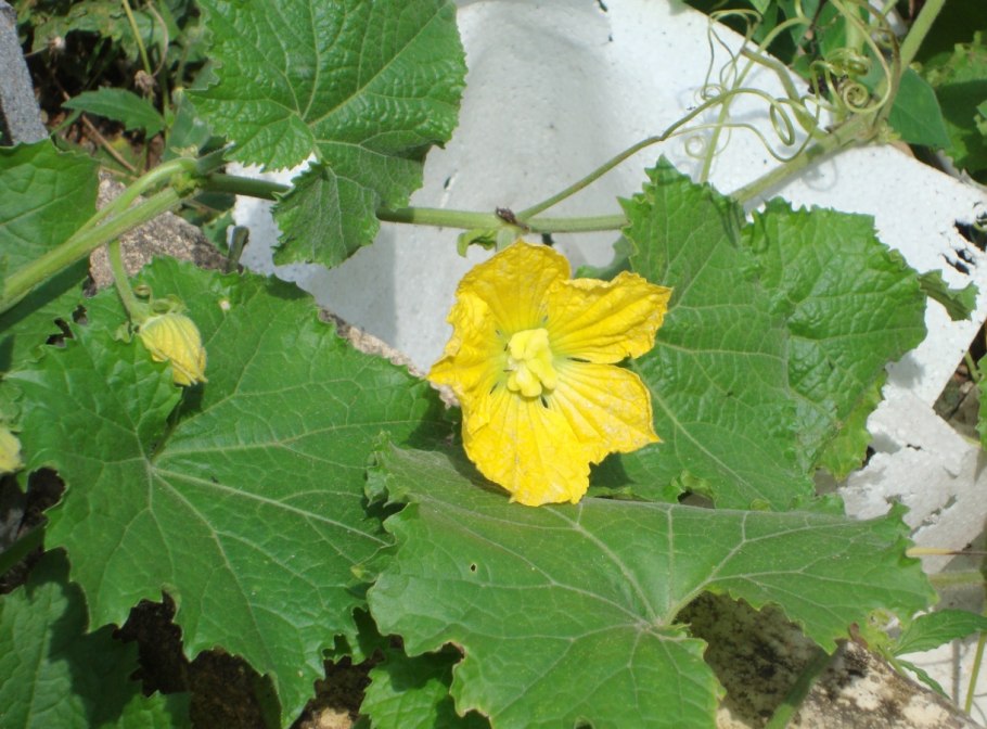 Cucurbita argyrosperma