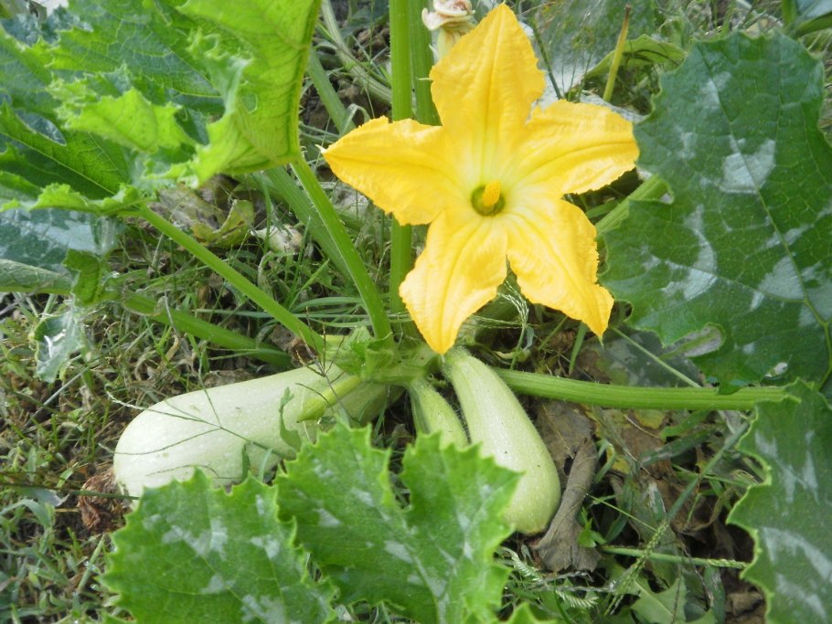 Тыква обыкновенная — Cucurbita Pepo l.