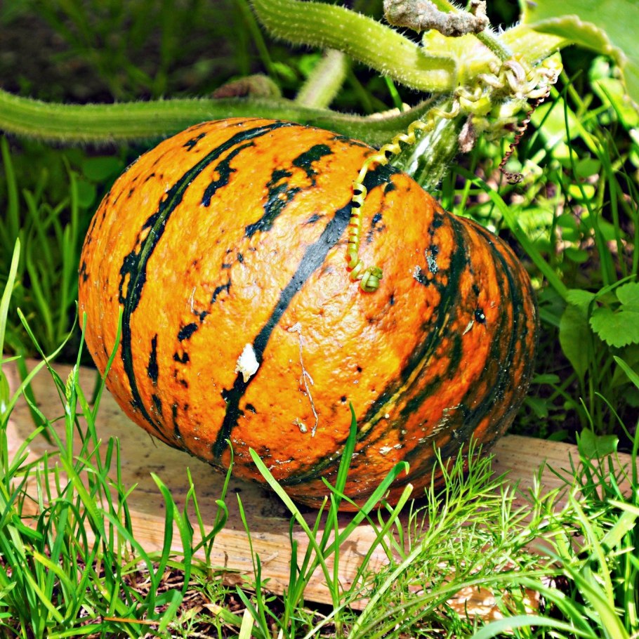 Тыква гигантская растение