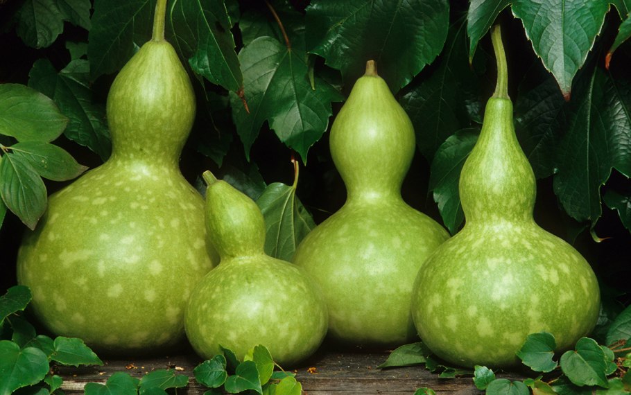 Тыква Cucurbita maxima