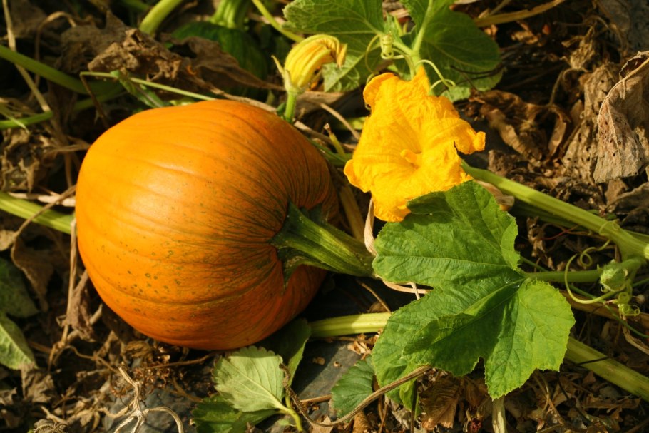 Cucurbita (Kalebas) цветы