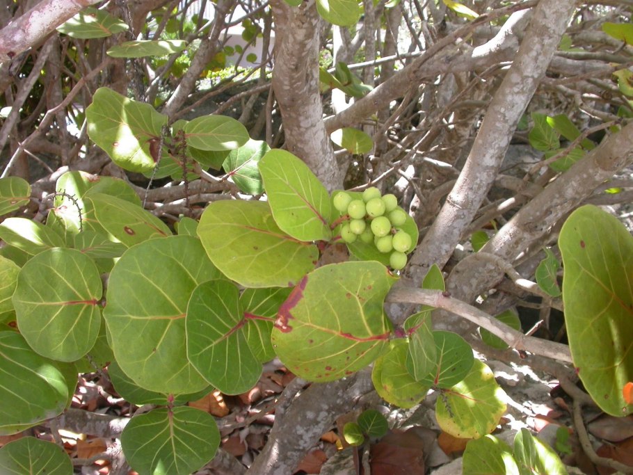 Кокколоба цветок в горшке