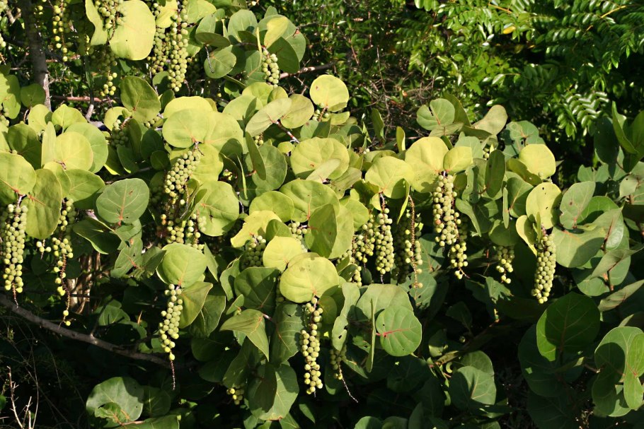 Кокколоба ягодоносная