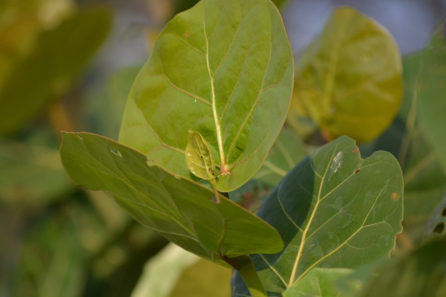 Кокколоба ягодоносная