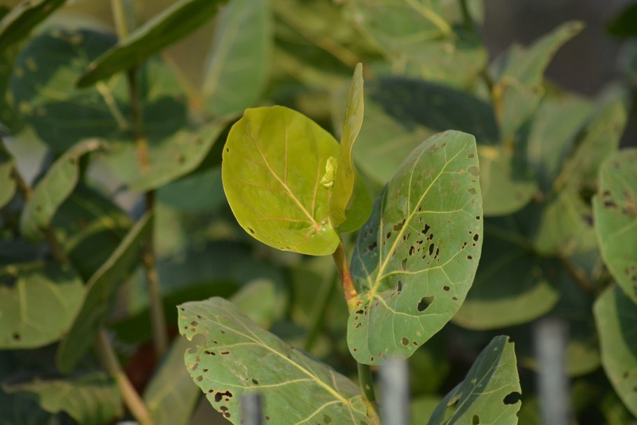 Кокколоба вариегатная купить