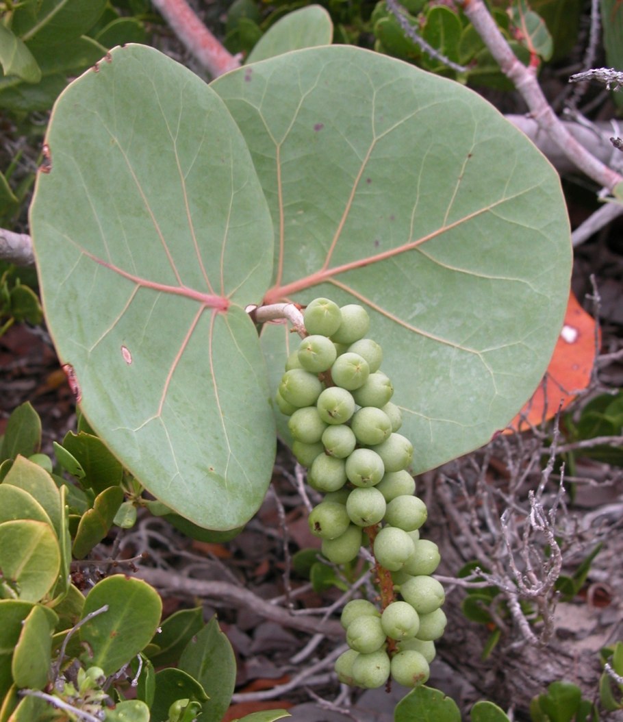 Кокколоба ягодоносная