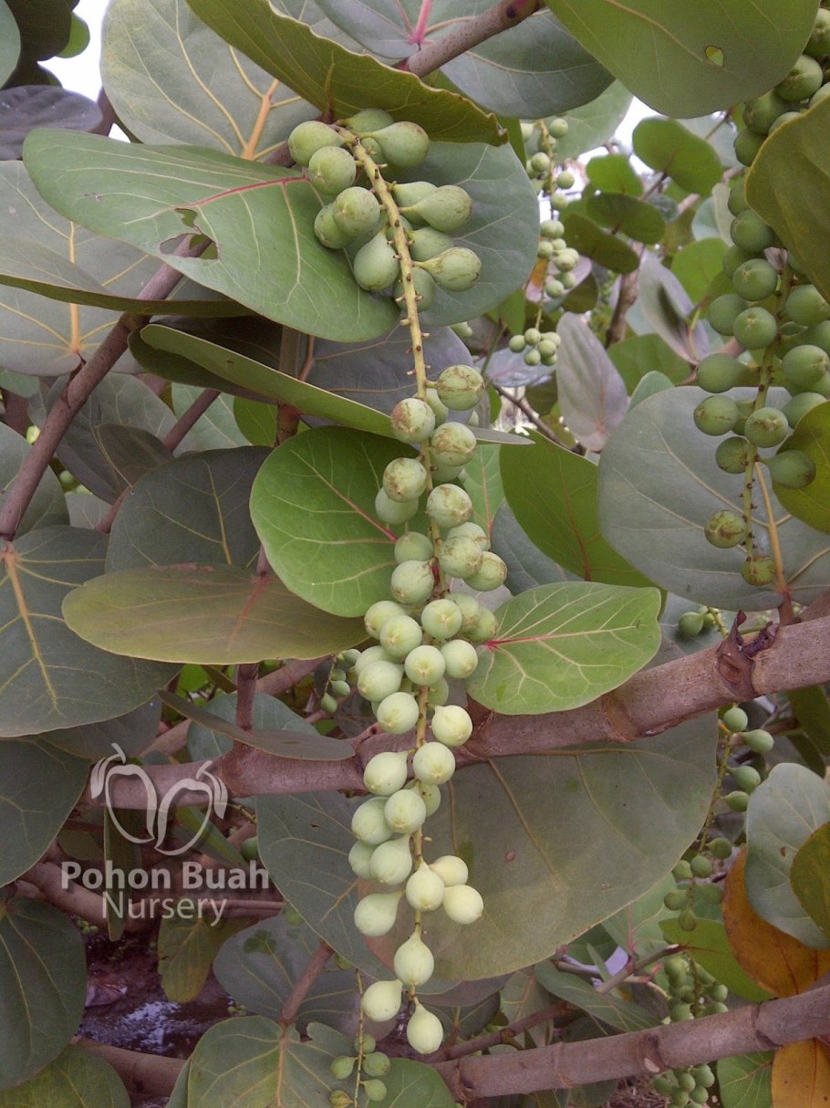 Кокколоба ягодоносная