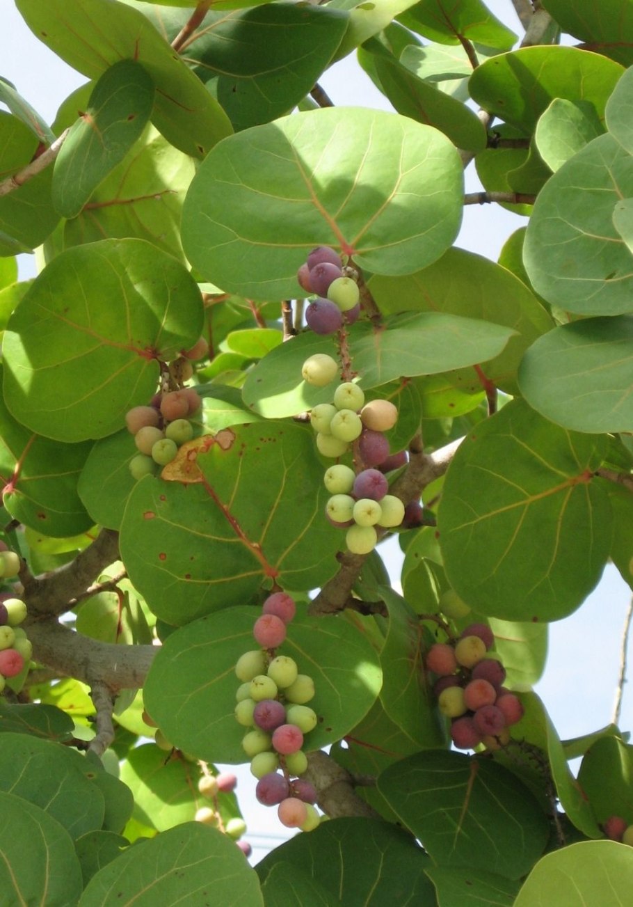 Кокколоба семена