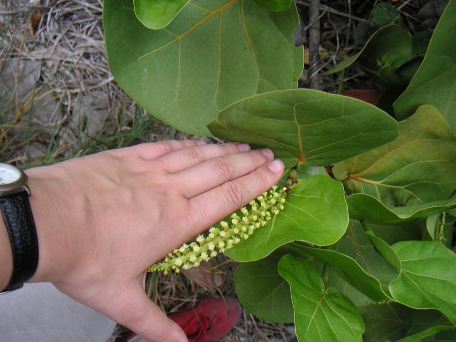 Кокколоба разнолистная