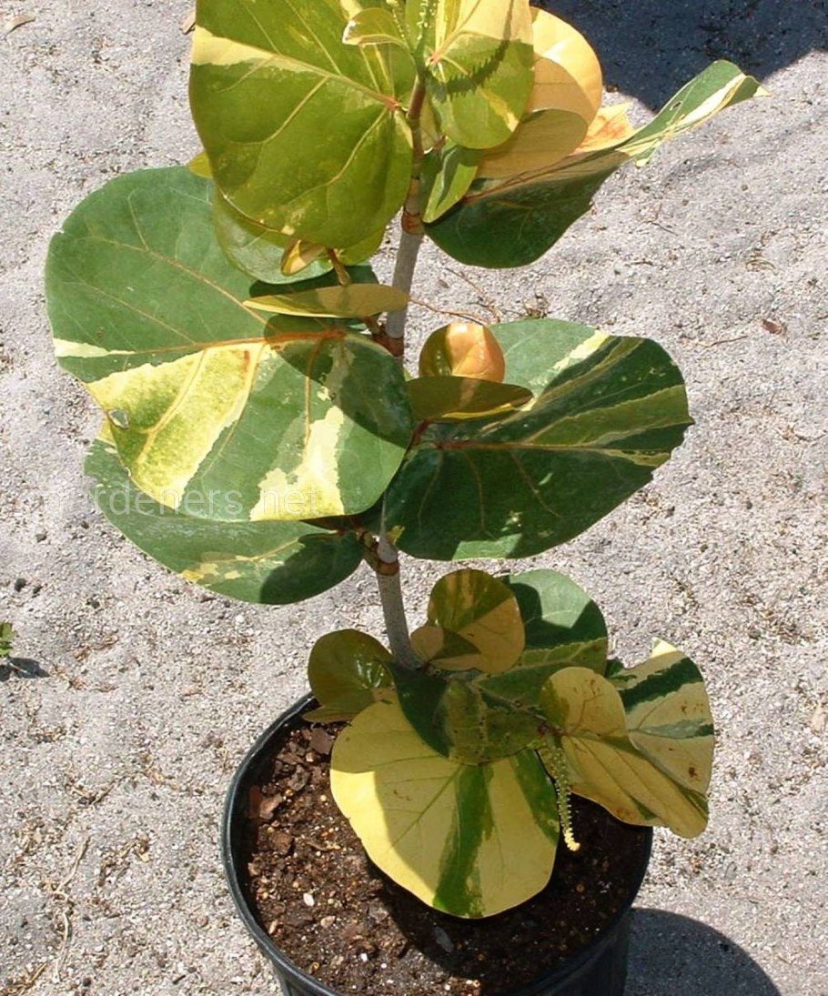 Фикус Кокколоба