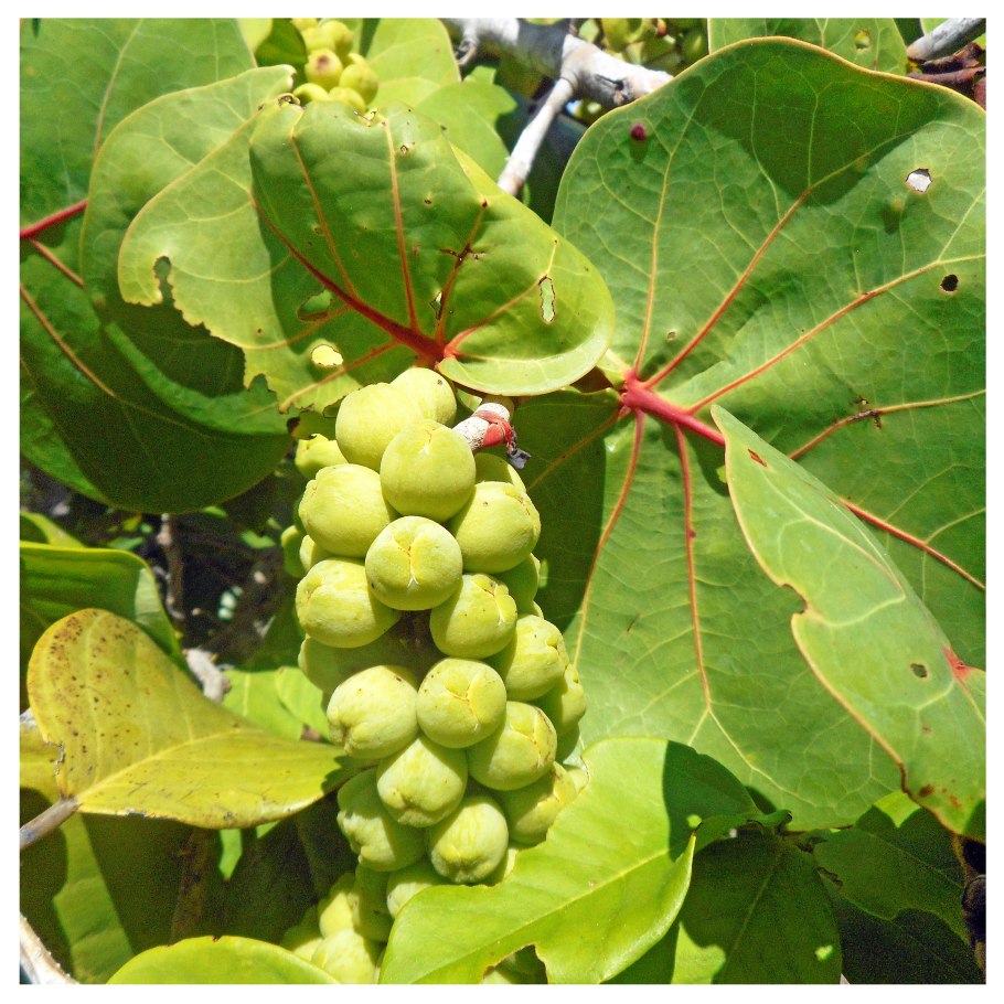 КОККОЛОБА%20ЯГОДОНОСНАЯ