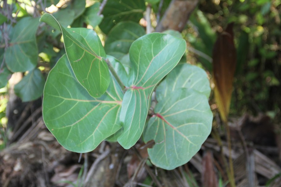 Кокколоба ягодоносная