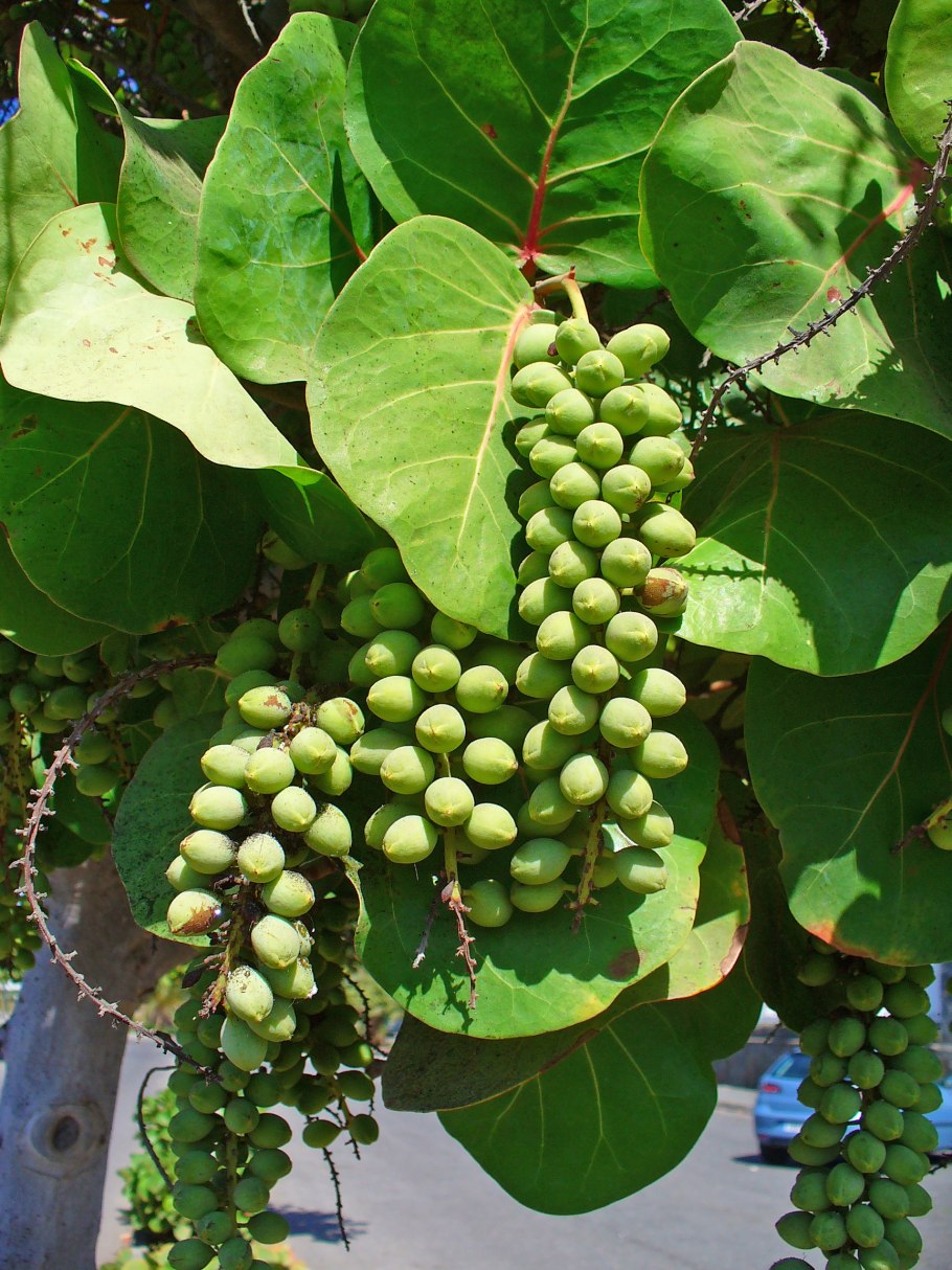 Кокколоба ягодоносная